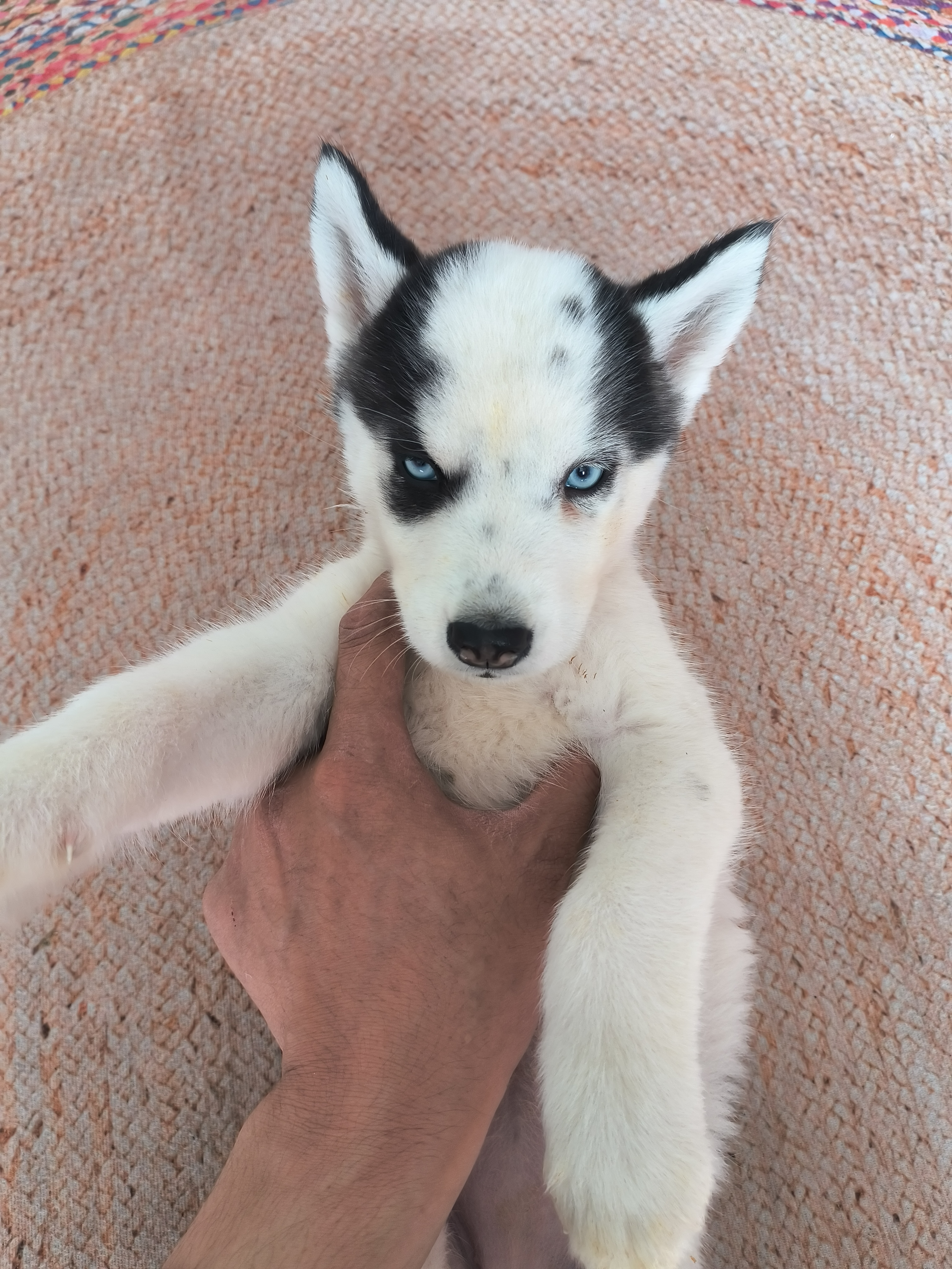 地中海风格🐄哈士奇